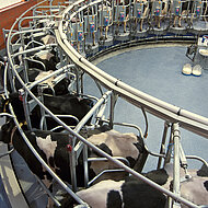 Silikal: Schnelle Sanierung für saubere Futtertische