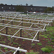 PV-Anlage trifft auf Steinrosenflur und Bienenweide