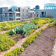 die bitumenbahn: Grün gedacht - von der Extensivbegrünung bis hin zum Urban Farming