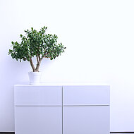 Remmers: Holzbauteile als Raumluftfilter