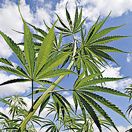 Caparol: Natürlich dämmen mit Hanf