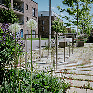 Gold für Längsrasenfugenstein