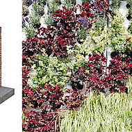 »Adam« lässt Fassaden ergrünen