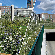 Ein üppiger Dachgarten auf der Tiefgarage